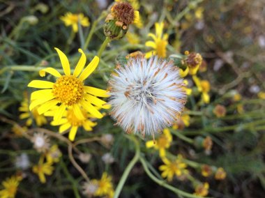 Schmalblättriges Greiskraut (Neophyt)