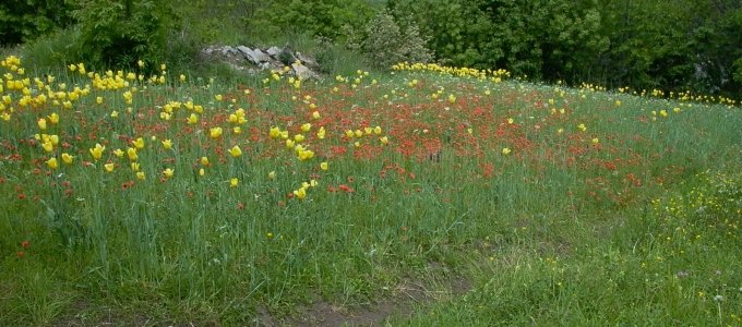 Kulturlandschaft Grengiols mit Tulpenäckern - Projektkoordination FUAG